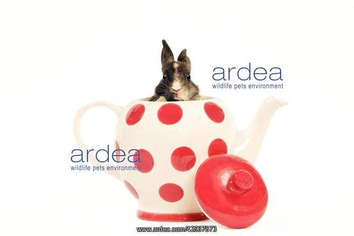  : Dwarf Rabbit - in teapot
