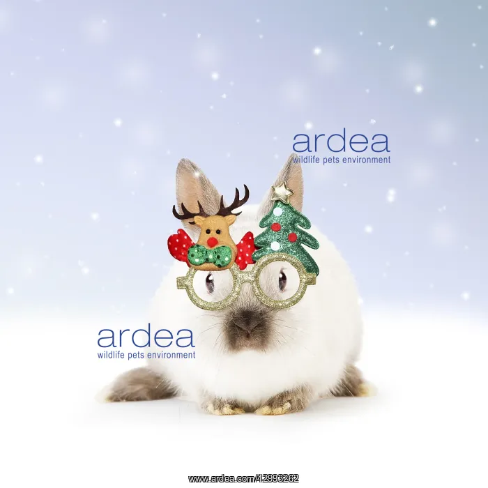 : Dwarf Rabbit wearing Christmas glasses in winter snow : Dwarf Rabbit wearing Christmas glasses in winter snow