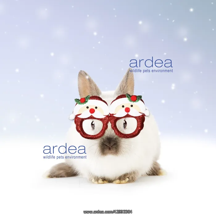 : Dwarf Rabbit wearing Christmas glasses in winter snow : Dwarf Rabbit wearing Christmas glasses in winter snow