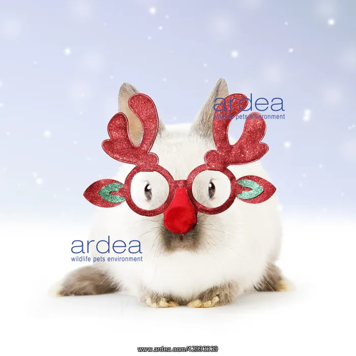 : Dwarf Rabbit wearing Christmas glasses in winter snow : Dwarf Rabbit wearing Christmas glasses in winter snow