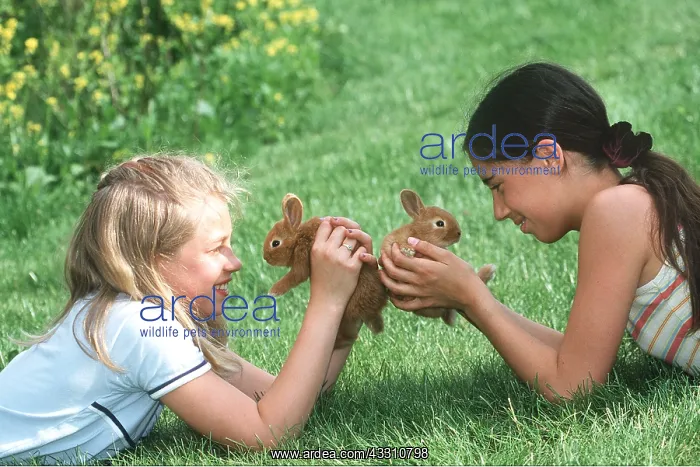 : DWARF RABBIT X2 WITH 2 GIRLS : DWARF RABBIT X2 WITH 2 GIRLS