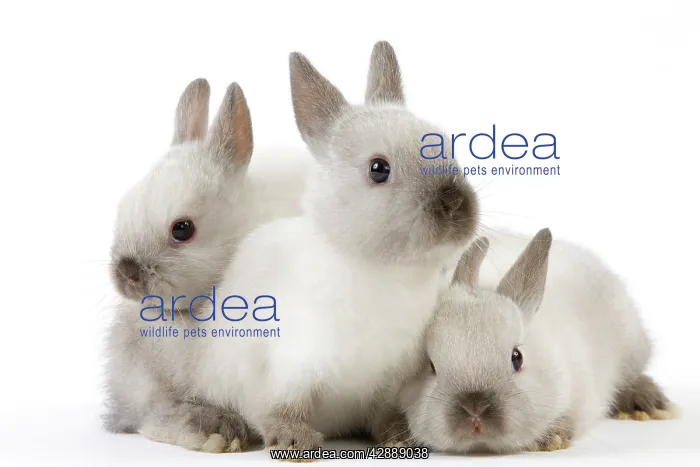  : Dwarf Rabbit - with young