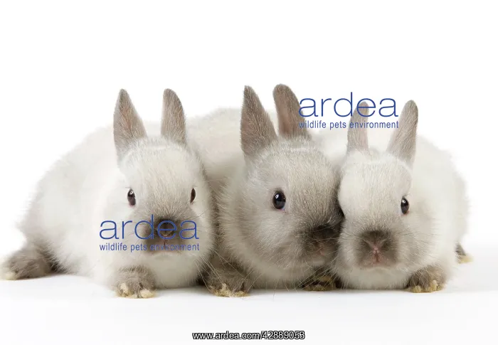  : Dwarf Rabbit - with young