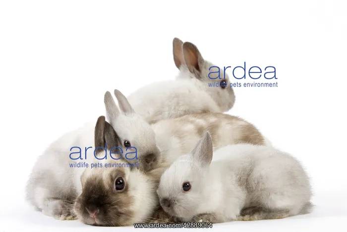  : Dwarf Rabbit - with young