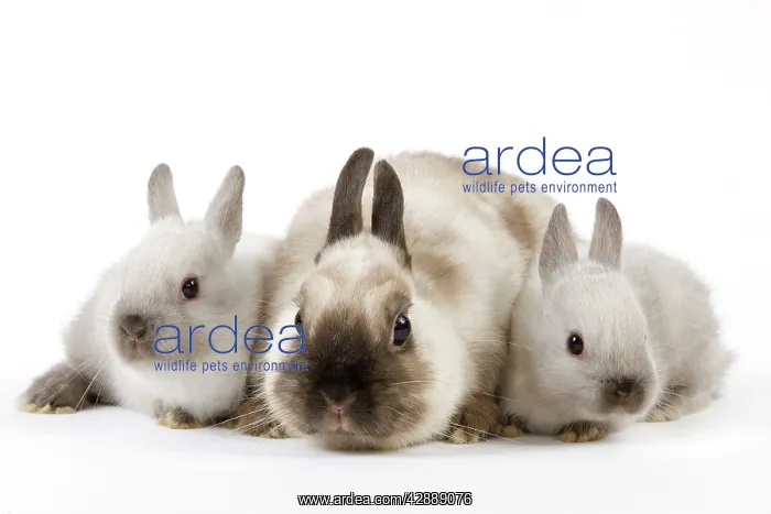  : Dwarf Rabbit - with young