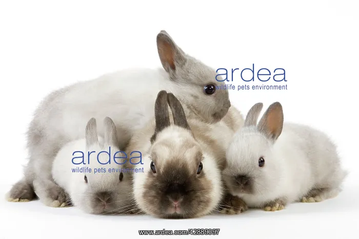  : Dwarf Rabbit - with young