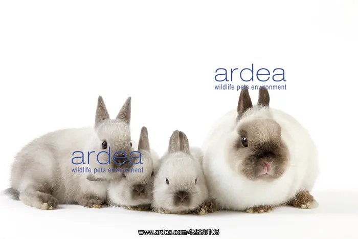  : Dwarf Rabbit - with young