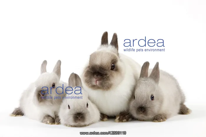  : Dwarf Rabbit - with young
