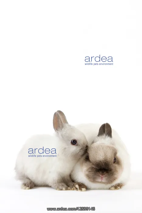  : Dwarf Rabbit - with young