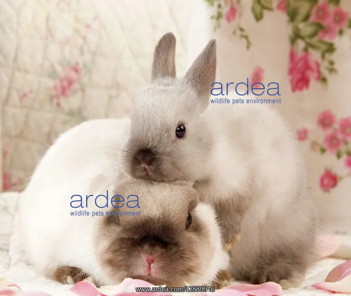 : Dwarf Rabbits : Dwarf Rabbits