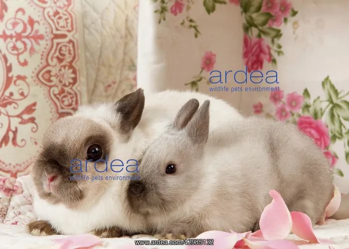 : Dwarf Rabbits : Dwarf Rabbits