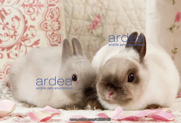 : Dwarf Rabbits : Dwarf Rabbits