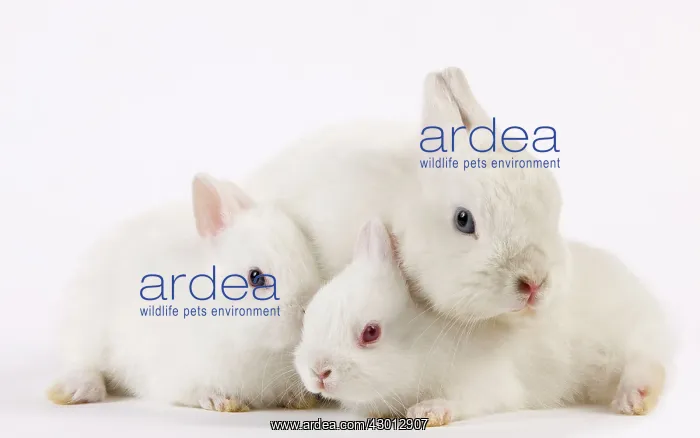 : Dwarf Rabbits : Dwarf Rabbits