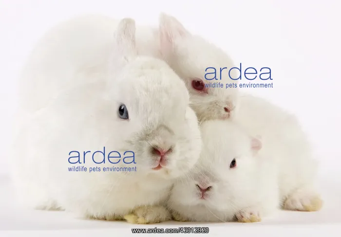 : Dwarf Rabbits : Dwarf Rabbits