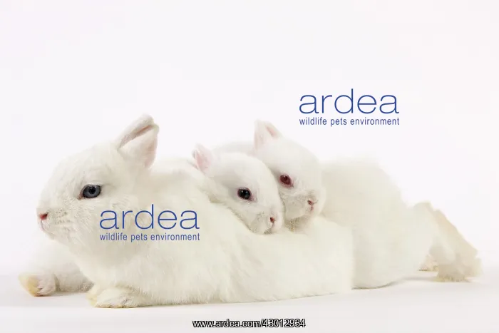 : Dwarf Rabbits : Dwarf Rabbits