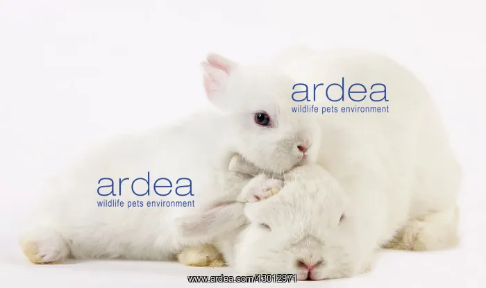 : Dwarf Rabbits : Dwarf Rabbits