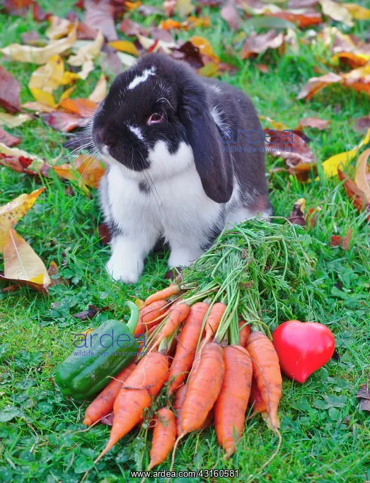 : Dwarf ram rabbit next to a bunch of carrots with : Dwarf ram rabbit next to a bunch of carrots with