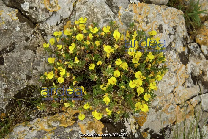 : Dwarf Rest-harrow on limestone rock south-west France : Dwarf Rest-harrow on limestone rock south-west France