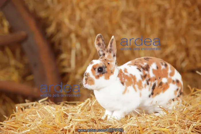  : Dwarf Rex Rabbit, three-coloured, sitting in straw