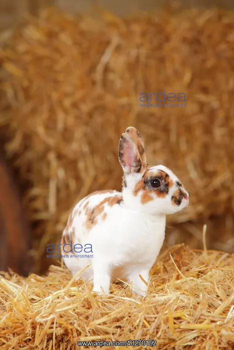 : Dwarf rex rabbit, three-coloured, sitting in straw : Dwarf rex rabbit, three-coloured, sitting in straw
