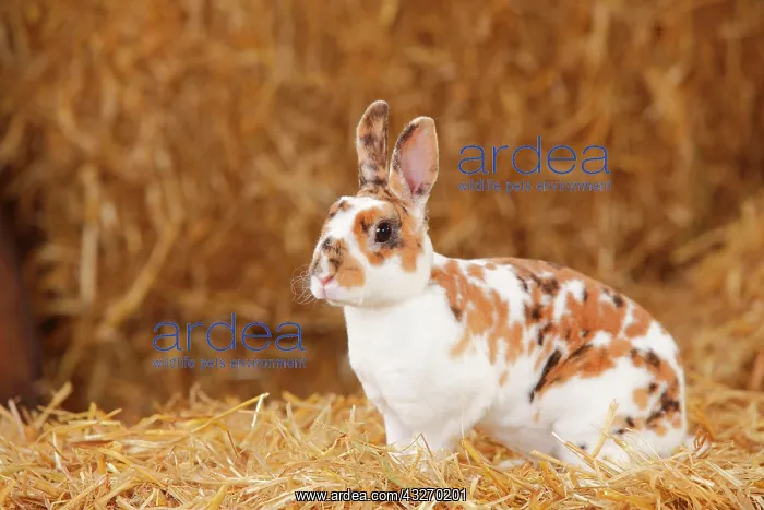  : Dwarf Rex Rabbit, three-coloured, sitting in straw