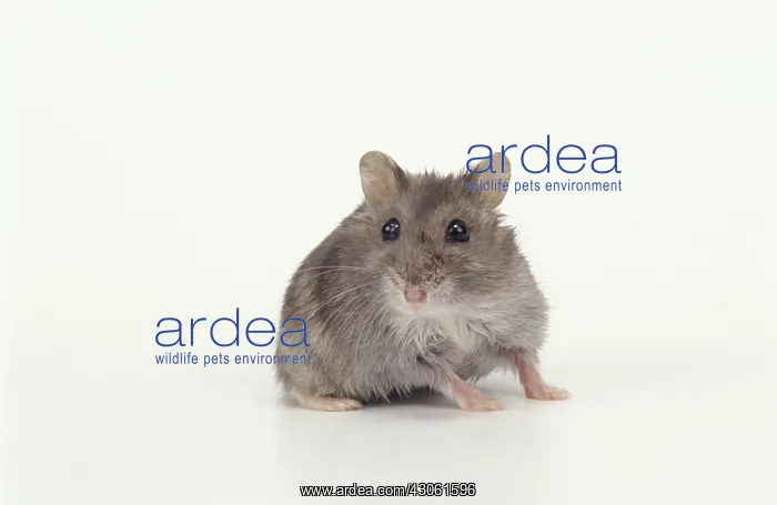 : Dwarf Russian Hamster Blue Sapphire : Dwarf Russian Hamster Blue Sapphire