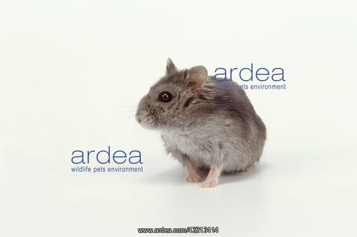 : Dwarf Russian Hamster Blue Sapphire : Dwarf Russian Hamster Blue Sapphire