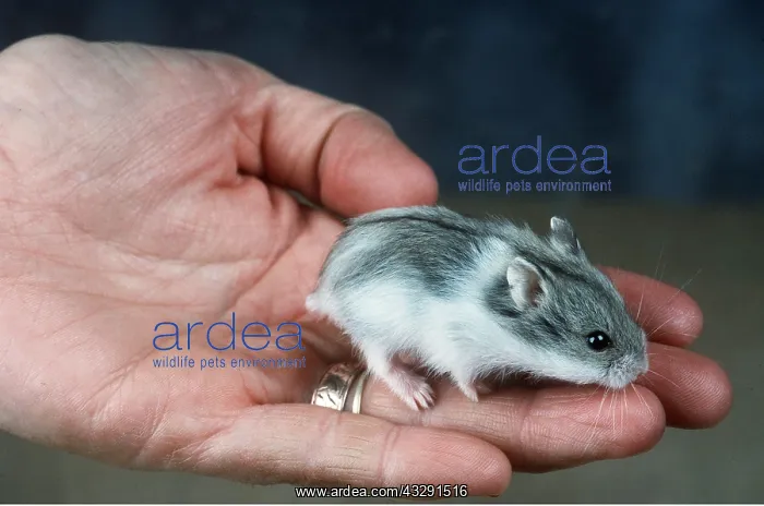 : DWARF RUSSIAN HAMSTER - on human hand : DWARF RUSSIAN HAMSTER - on human hand
