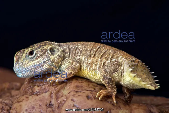 : Dwarf shield tailed agama (Xenagama batilifera) : Dwarf shield tailed agama (Xenagama batilifera)