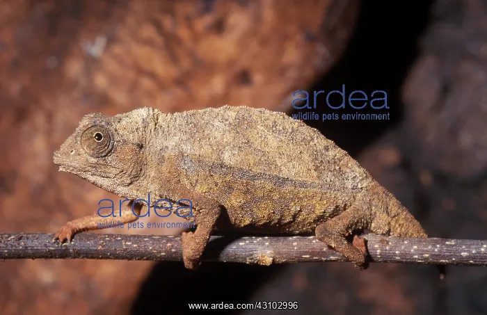: Dwarf Short-Tail Chameleon : Dwarf Short-Tail Chameleon