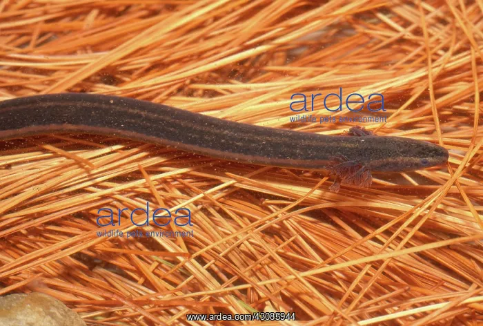 : Dwarf Siren : Dwarf Siren