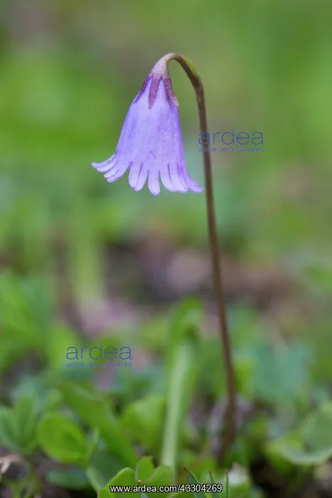 : Dwarf snowbell - flowering - Hohe Tauern Nationalpark : Dwarf snowbell - flowering - Hohe Tauern Nationalpark