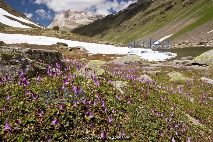 : Dwarf Snowbell - at high altitude in Val Minor : Dwarf Snowbell - at high altitude in Val Minor