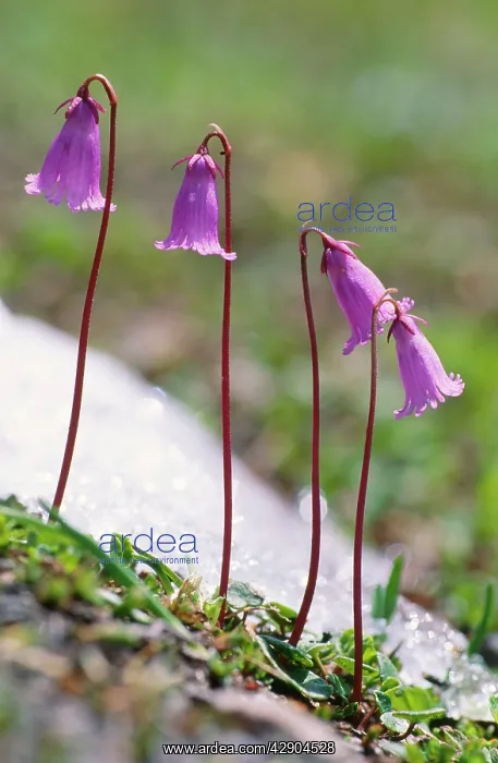  : Dwarf SNOWBELLS - Alpine Flower