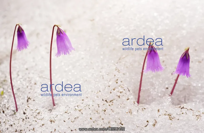  : Dwarf Snowbells pushing up through the snow