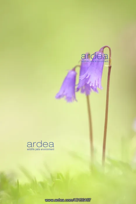: Dwarf Soldanella : Dwarf Soldanella