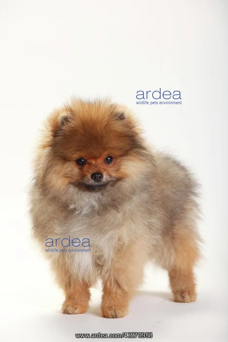 : Dwarf Spike, Puppy, 4 months, standing : Dwarf Spike, Puppy, 4 months, standing