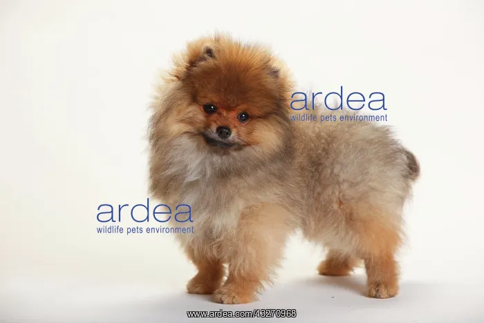 : Dwarf Spike, Puppy, 4 months, standing : Dwarf Spike, Puppy, 4 months, standing
