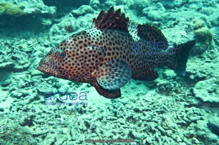 : Dwarf Spotted Grouper : Dwarf Spotted Grouper