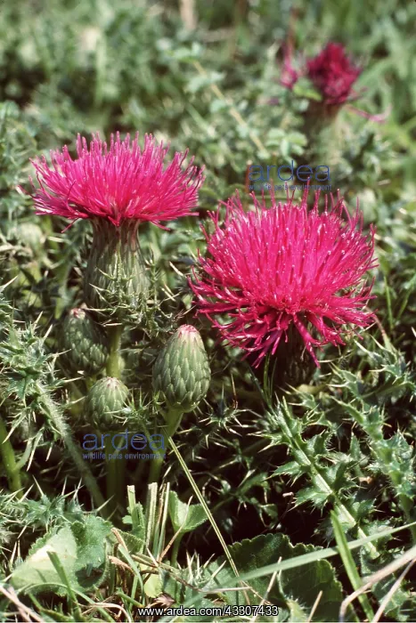 : Dwarf / Stemless Thistle - on chalk : Dwarf / Stemless Thistle - on chalk