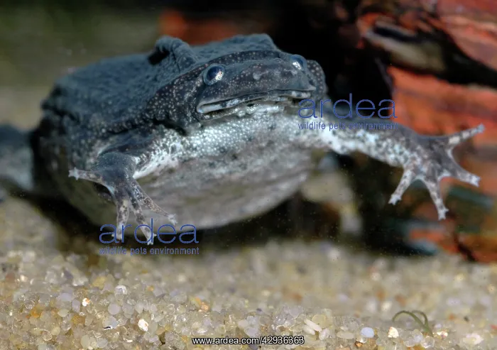 : Dwarf Surinam Toad, South America : Dwarf Surinam Toad, South America