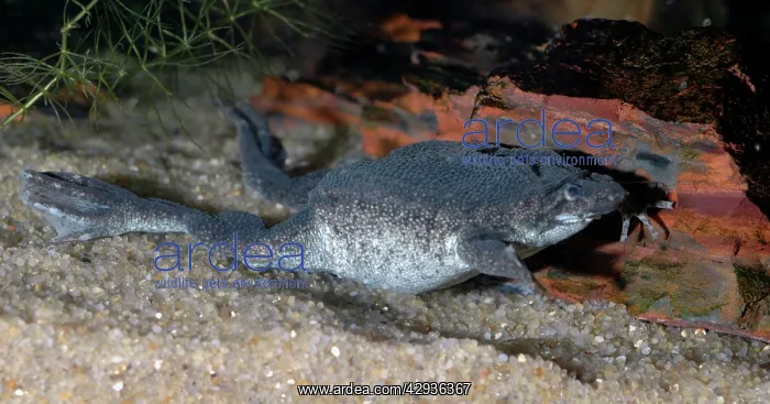 : Dwarf Surinam Toad, South America : Dwarf Surinam Toad, South America