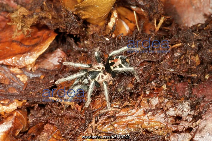 : Dwarf Tarantula : Dwarf Tarantula