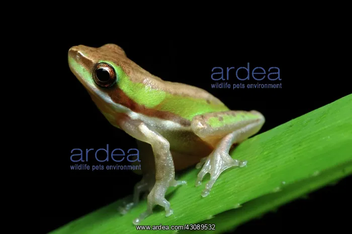 : Dwarf Treefrog (Litoria fallax) : Dwarf Treefrog (Litoria fallax)