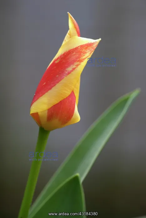 : Dwarf tulip, Tulipa Giuseppi Verdi, Side view : Dwarf tulip, Tulipa Giuseppi Verdi, Side view