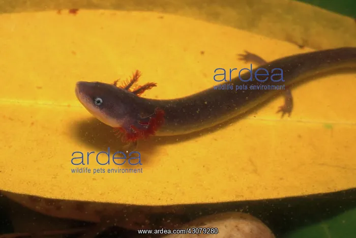 : Dwarf Waterdog : Dwarf Waterdog