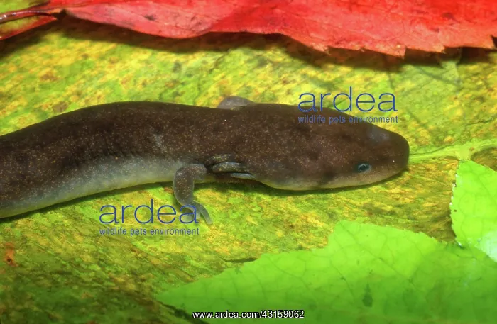 : Dwarf Waterdog : Dwarf Waterdog