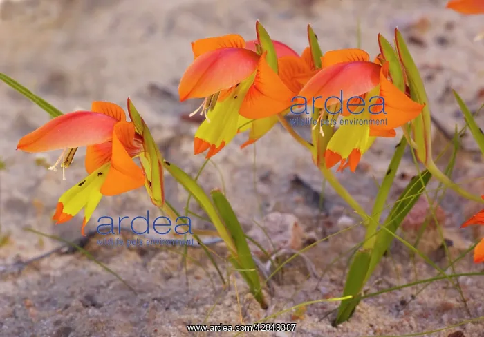 : Dwarf wild Gladiolus - in the Cederberg Mountains : Dwarf wild Gladiolus - in the Cederberg Mountains