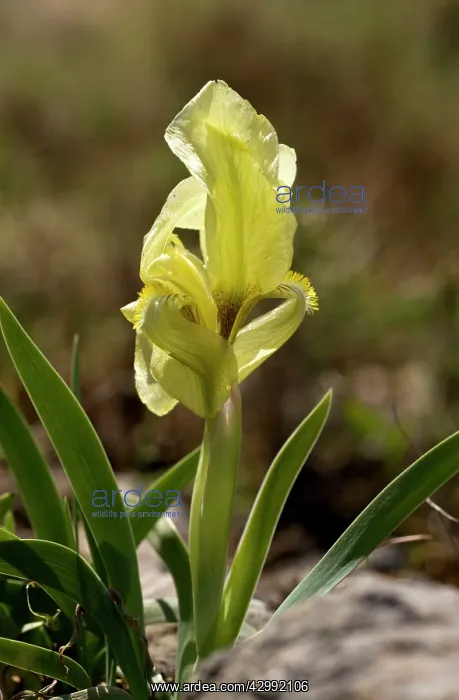 : Dwarf Wild Iris : Dwarf Wild Iris
