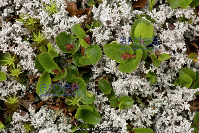 : Dwarf willow : Dwarf willow